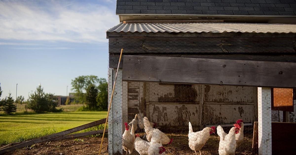 FREDERICK COUNTY REWIND: Chicken thieves beware! – The Frederick News-Post